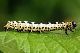 Attēlu rezultāti vaicājumam “Abraxas grossulariata larva”