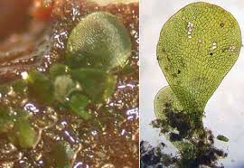 Attēlu rezultāti vaicājumam “Buxbaumia aphylla sporophyte”