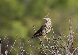 Attēlu rezultāti vaicājumam “Turdus viscivorus”