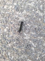 Attēlu rezultāti vaicājumam “Semioscopis avellanella imago”