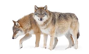 Image result for Edinburgh Wolves