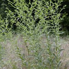Attēlu rezultāti vaicājumam “Lithospermum officinale flower”