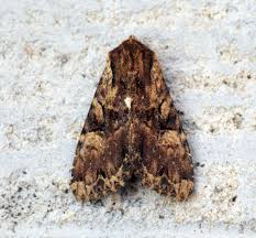 Attēlu rezultāti vaicājumam “Apamea epomidion”