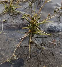 Attēlu rezultāti vaicājumam “Subularia aquatica”