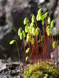 Attēlu rezultāti vaicājumam “Pohlia sphagnicola”