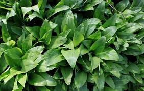 Attēlu rezultāti vaicājumam “Allium ursinum leaf”