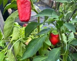 Afbeeldingsresultaat voor hungarian sweet apple sweet pepper