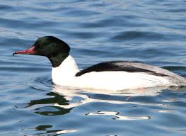 Attēlu rezultāti vaicājumam “Mergus merganser male”