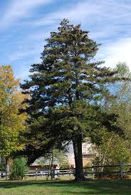 Attēlu rezultāti vaicājumam “Collaria rubens”