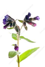 Image result for Pulmonaria officinalis