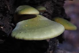 Attēlu rezultāti vaicājumam “Panellus serotinus”