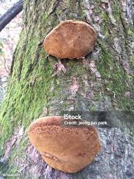 Attēlu rezultāti vaicājumam “Phellinus pomaceus”
