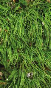 Attēlu rezultāti vaicājumam “Dicranella crispa”