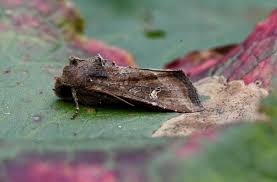 Attēlu rezultāti vaicājumam “Celaena leucostigma”