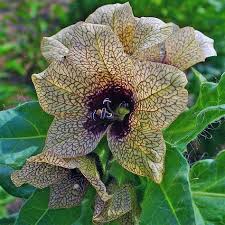 Attēlu rezultāti vaicājumam “Hyoscyamus niger flower”