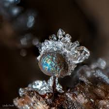 Attēlu rezultāti vaicājumam “Lamproderma arcyrioides macro”