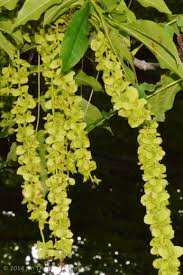 Attēlu rezultāti vaicājumam “Pterocarya fraxinifolia flower”