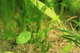 「扭蘭」的圖片搜尋結果