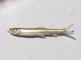 Image result for Osmerus eperlanus