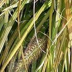 Attēlu rezultāti vaicājumam “Carex pseudocyperus female flower”