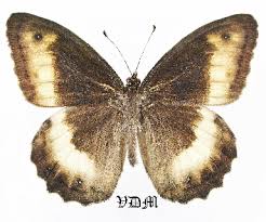 Attēlu rezultāti vaicājumam “Hipparchia alcyone”