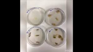 Attēlu rezultāti vaicājumam “Physarum daamsii spores”