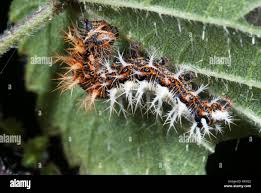 Attēlu rezultāti vaicājumam “Polygonia c-album larva”