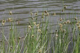 Attēlu rezultāti vaicājumam “Bolboschoenus maritimus”