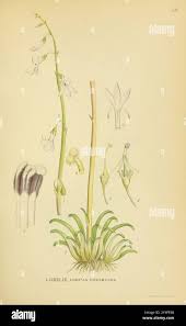 Attēlu rezultāti vaicājumam “Lobelia dortmanna bud”