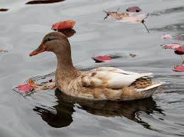 Attēlu rezultāti vaicājumam “Anas platyrhynchos female”
