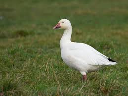 Image result for Anser caerulescens