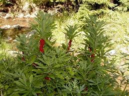 Attēlu rezultāti vaicājumam “Daphne mezereum fruit”