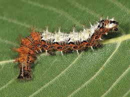 Attēlu rezultāti vaicājumam “Polygonia c-album larva”