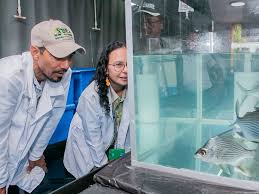 Image result for Eugerres plumieri