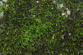 Attēlu rezultāti vaicājumam “Serpoleskea confervoides”