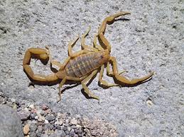 Attēlu rezultāti vaicājumam “Licea chelonoides sessile”