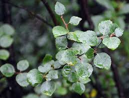 Attēlu rezultāti vaicājumam “Betula nana leaf”