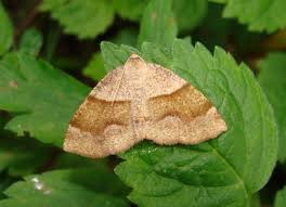 Attēlu rezultāti vaicājumam “Plagodis pulveraria”