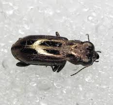 Attēlu rezultāti vaicājumam “Notiophilus germinyi”