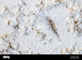 Attēlu rezultāti vaicājumam “Machilidae”