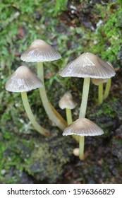 Attēlu rezultāti vaicājumam “Mycena viscosa”