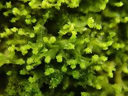 Attēlu rezultāti vaicājumam “Metzgeria violacea”