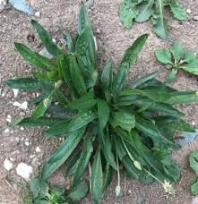 Attēlu rezultāti vaicājumam “Plantago lanceolata leaf”