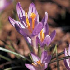 Attēlu rezultāti vaicājumam “Crocus tommasinianus flower”