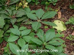 Attēlu rezultāti vaicājumam “Parthenocissus quinquefolia”