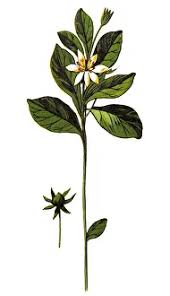 Attēlu rezultāti vaicājumam “Trientalis europaea flower”