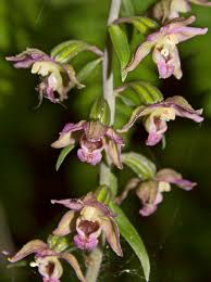 Attēlu rezultāti vaicājumam “Epipactis helleborine”