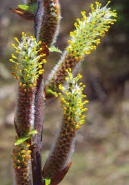 Attēlu rezultāti vaicājumam “Salix purpurea male flower”