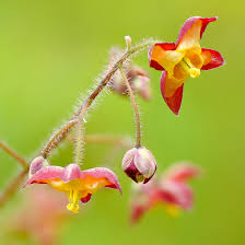 Attēlu rezultāti vaicājumam “Epimedium alpinum  flower”