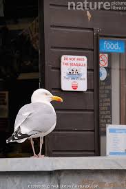 Attēlu rezultāti vaicājumam “Larus argentatus adult”